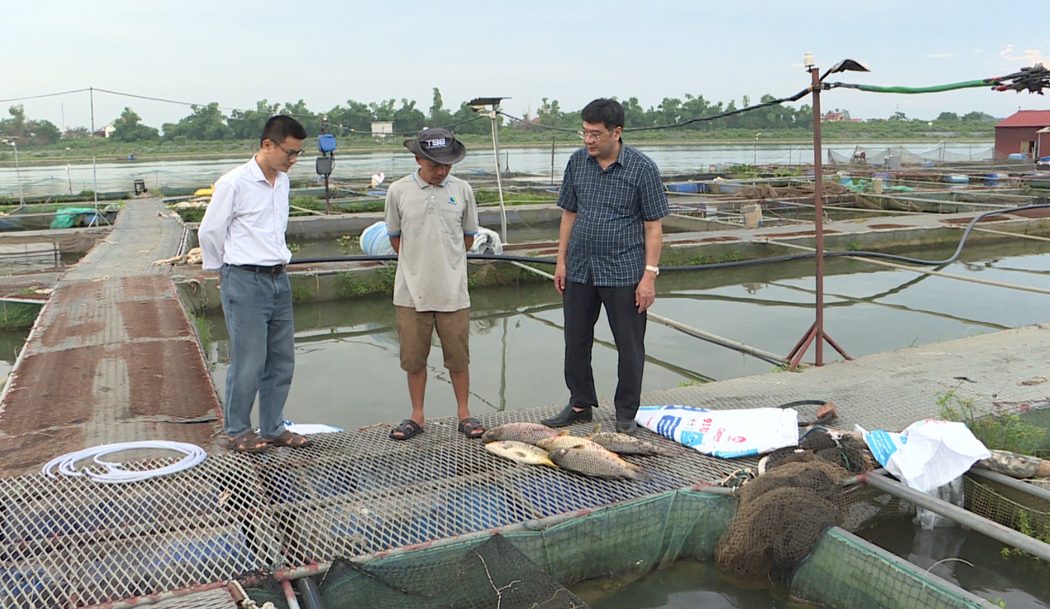 Cá chết hàng loạt do thời tiết nắng nóng kéo dài tại xã Nam Tân